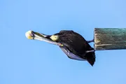 A pelican is perched on a wooden beam against a clear blue sky.