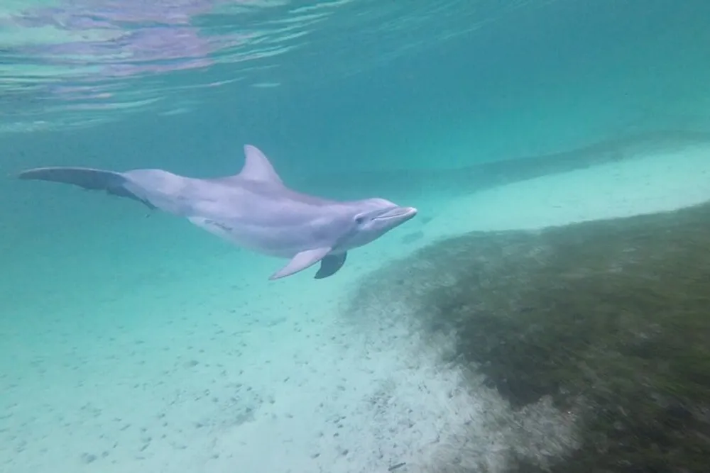 A dolphin is swimming in clear shallow waters above a sandy seabed and some aquatic vegetation