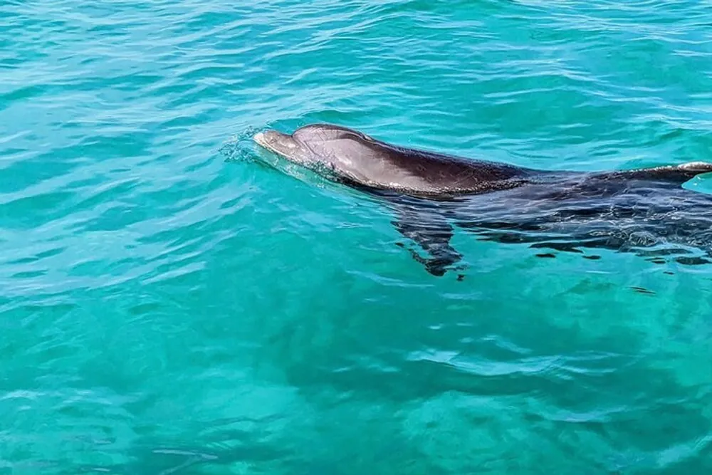 A dolphin is swimming near the surface of clear turquoise waters