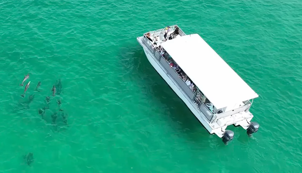 A large group of people on a boat is watching dolphins swimming in clear turquoise waters