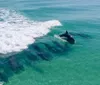 A pod of dolphins is swimming near the surface of the clear turquoise water just ahead of a breaking wave