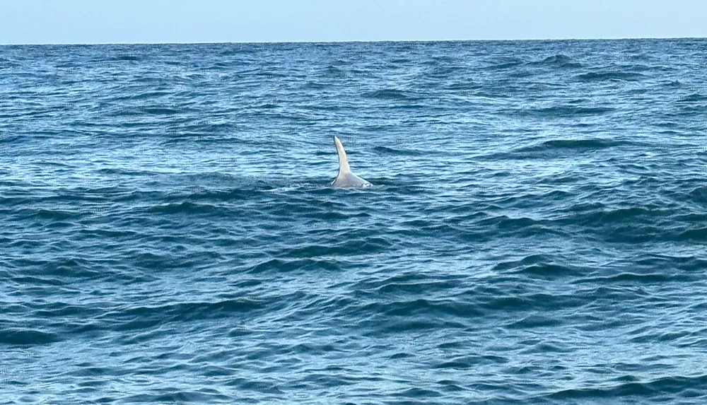 A shark fin protrudes from the surface of the deep blue sea hinting at the presence of the formidable creature swimming beneath
