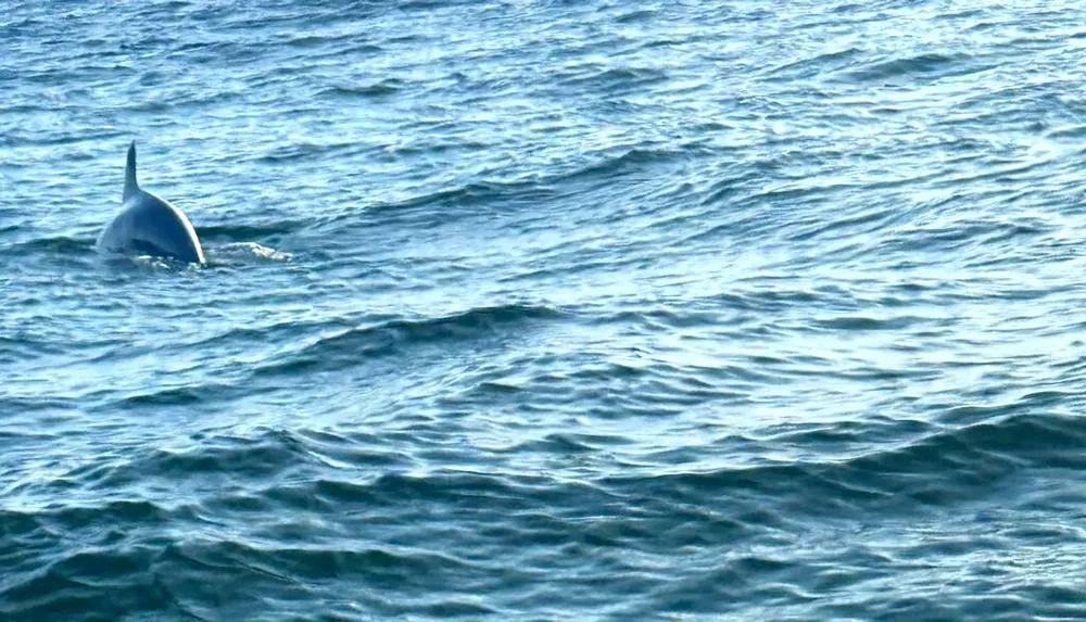 A cetacean likely a dolphin or orca is partially submerged in a textured blue ocean