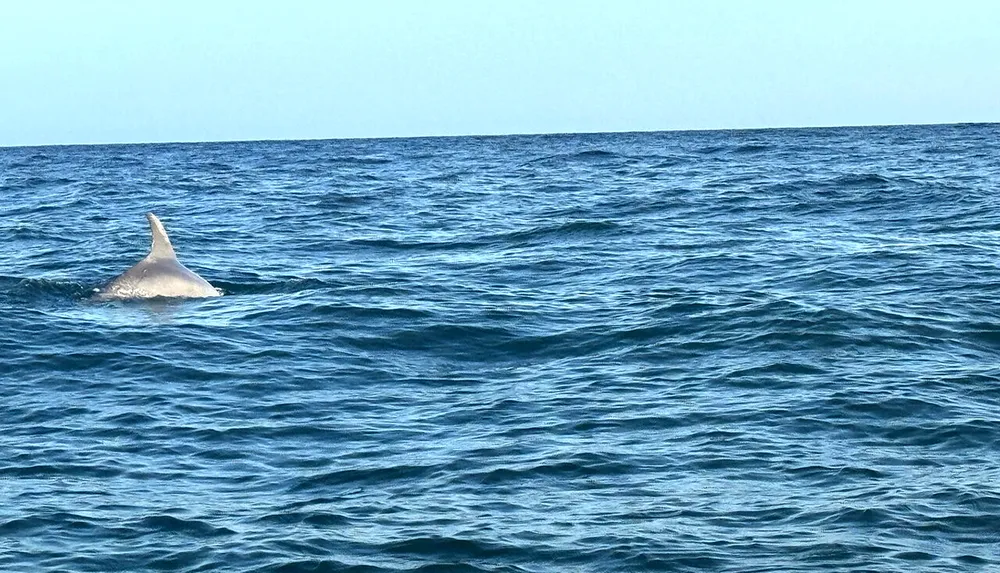 A dolphins dorsal fin emerges from the undulating blue waters of the ocean