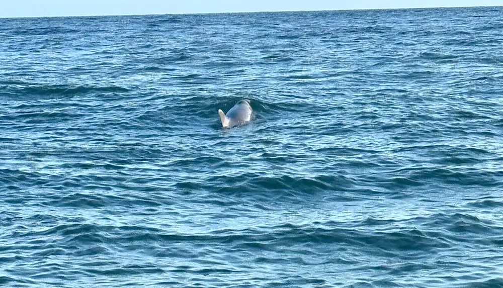 A dolphin is breaching the surface of a choppy blue sea
