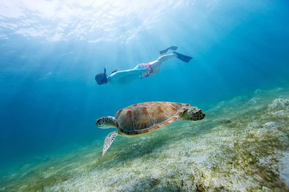 A person is snorkeling above a sea turtle swimming near the ocean floor in clear blue waters