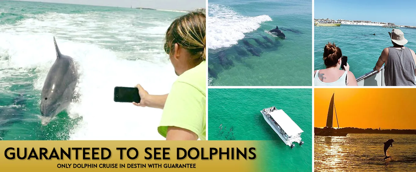 Destin Dolphin Cruise & Dolphin Tours