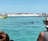 A person is photographing a dolphin leaping out of the water with a promotional text overlay guaranteeing dolphin sightings on a cruise in Destin