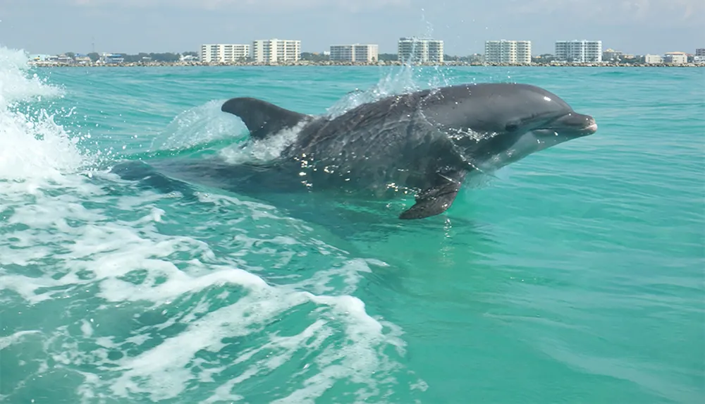A dolphin is leaping out of the turquoise waters near a coastal cityscape