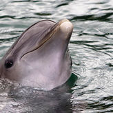 Dolphin Day Cruise