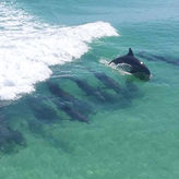 Snorkel & Dolphin Cruise
