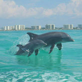 Dolphin Sunset Cruise