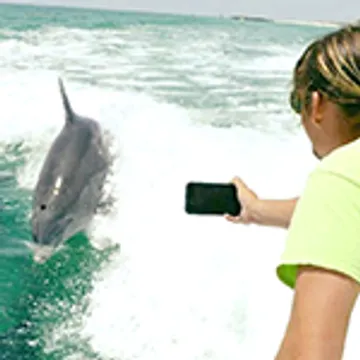 Destin Dolphin Cruise & Dolphin Tours Photo