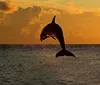 A dolphin is leaping out of the water against a vibrant sunset sky