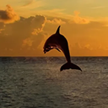 Sunset Dolphin Excursion Fort Walton Beach Photo