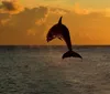 A dolphin is leaping out of the water against a vibrant sunset sky