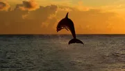A dolphin is leaping out of the water against a vibrant sunset sky.