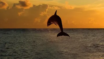 A dolphin is leaping out of the water against a vibrant sunset sky.