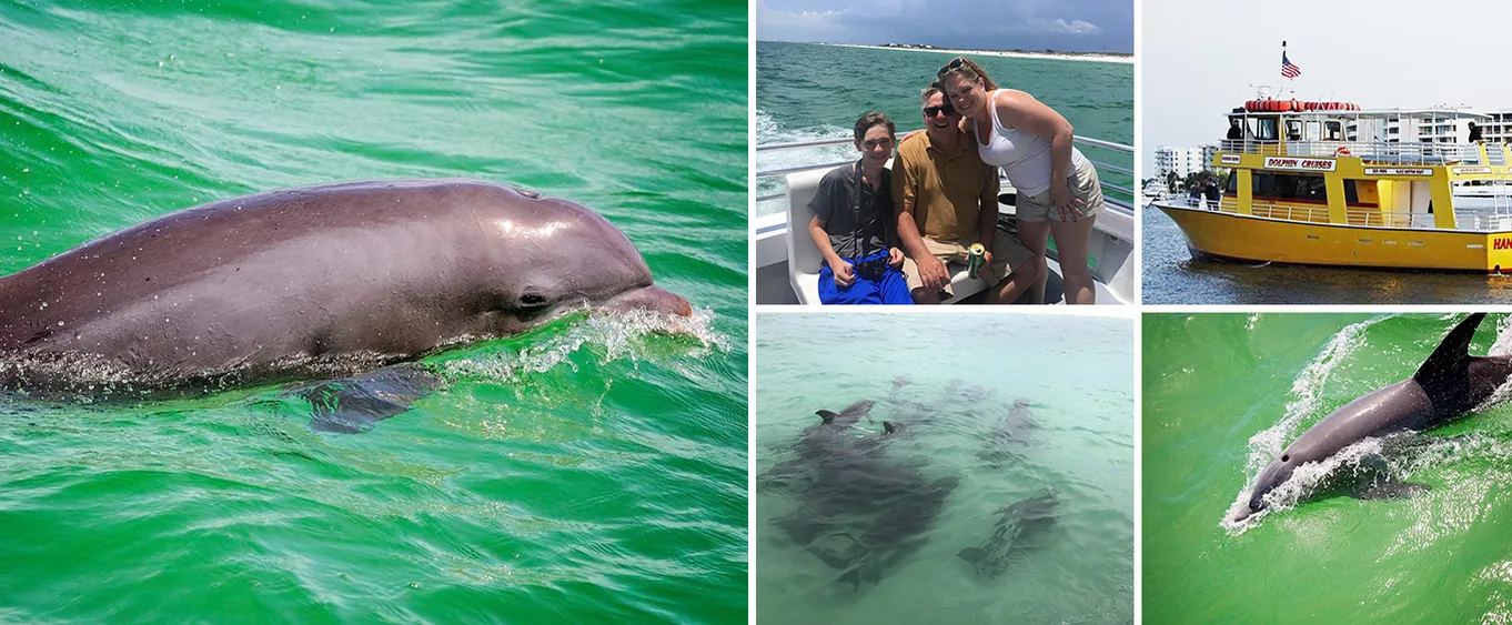 Dolphin Watch Cruise into Gulf of Mexico