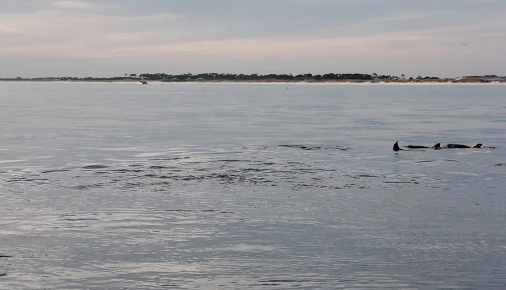 The image shows a serene seascape with the dorsal fins of several dolphins visible above the waters surface against the backdrop of a distant shoreline under a soft sky