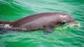 Dolphin Watch Cruise into Gulf of Mexico Photo