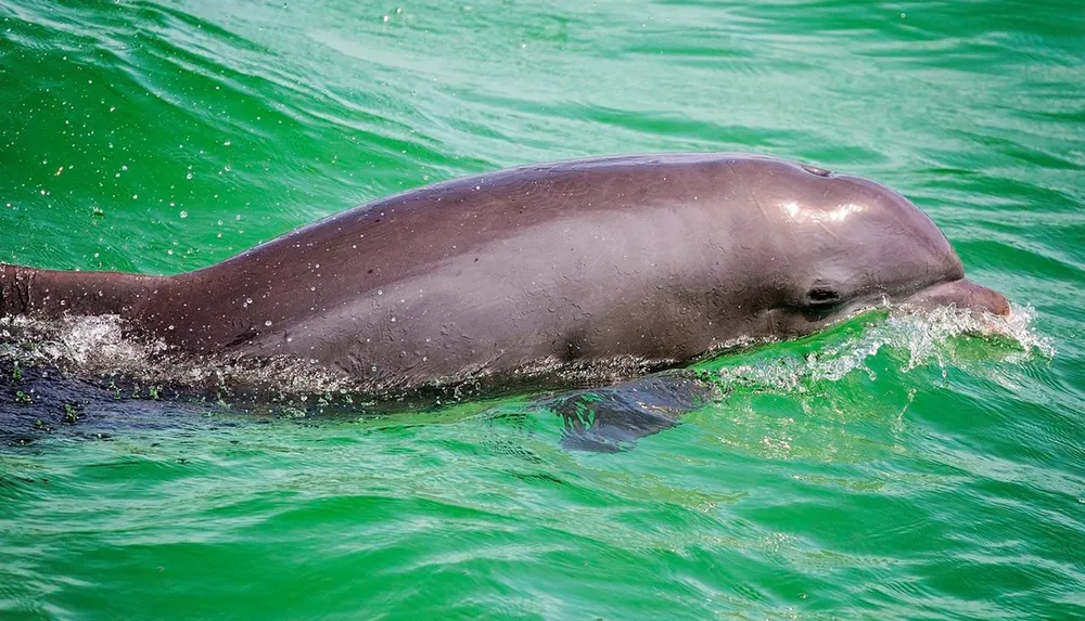 A dolphin is emerging from the green waters creating a slight splash as it breaks the surface