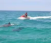 A person on a red jet ski is riding along the ocean surface near two dolphins with another jet ski visible in the background