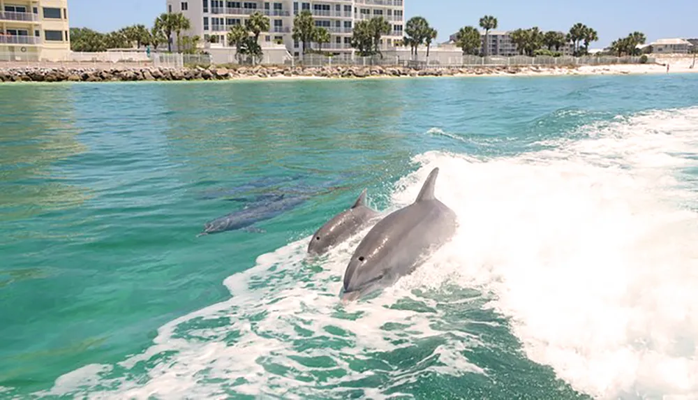 Two dolphins are swimming and jumping in the wake of a boat near a sunny coastal area with buildings in the background