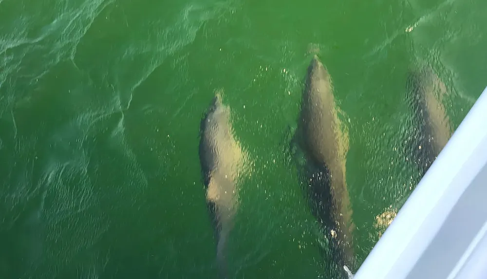 The image shows three large sea creatures likely manatees swimming near the surface of greenish waters viewed from above at a close distance