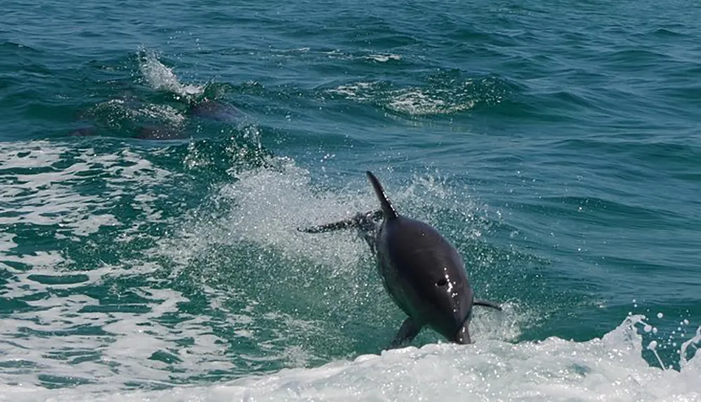 A dolphin is leaping out of the ocean waves with the sun glistening on its wet skin