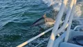Destin Sunset Dolphin Cruise Photo