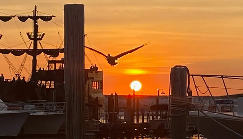 A bird flies over a marina against the backdrop of a golden sunset with a tall ship silhouette in the distance