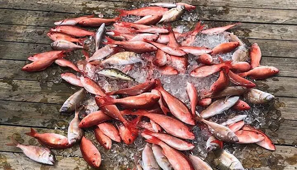 A cluster of red and silver fish are scattered on a wooden dock some nestled in ice suggesting a fresh catch