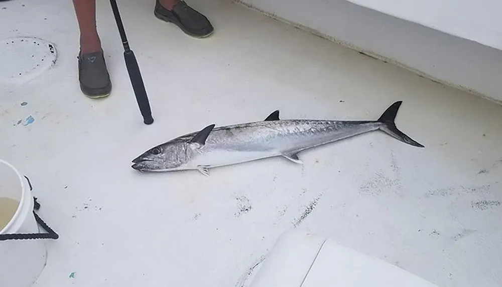 A king mackerel fish lies on the deck of a boat between a persons feet and a fishing rod