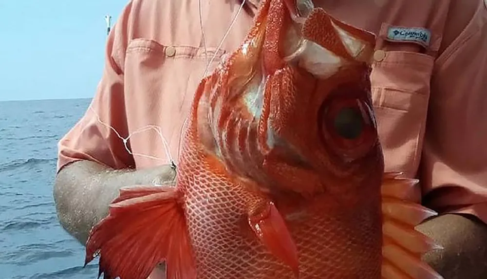 A person is holding a large red fish with an open mouth obscuring their own face while on a boat or close to the water