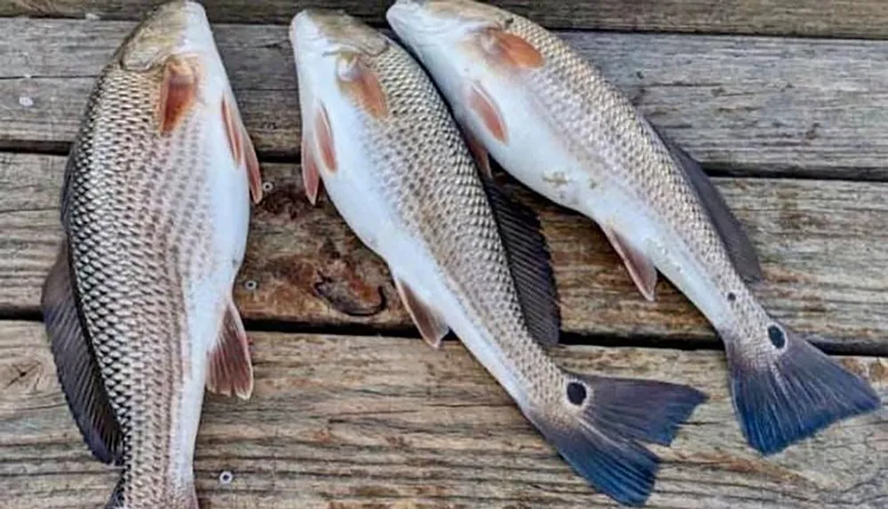Three fish with similar coloration are lined up side by side on a wooden dock or platform
