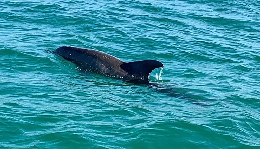 A whale is surfacing in calm blue waters revealing part of its back and dorsal fin