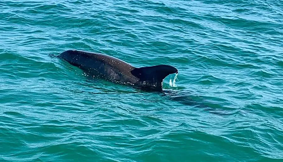A whale is surfacing in calm blue waters, revealing part of its back and dorsal fin.