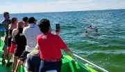 Passengers on a boat tour are watching and taking photos of dolphins swimming in the ocean.