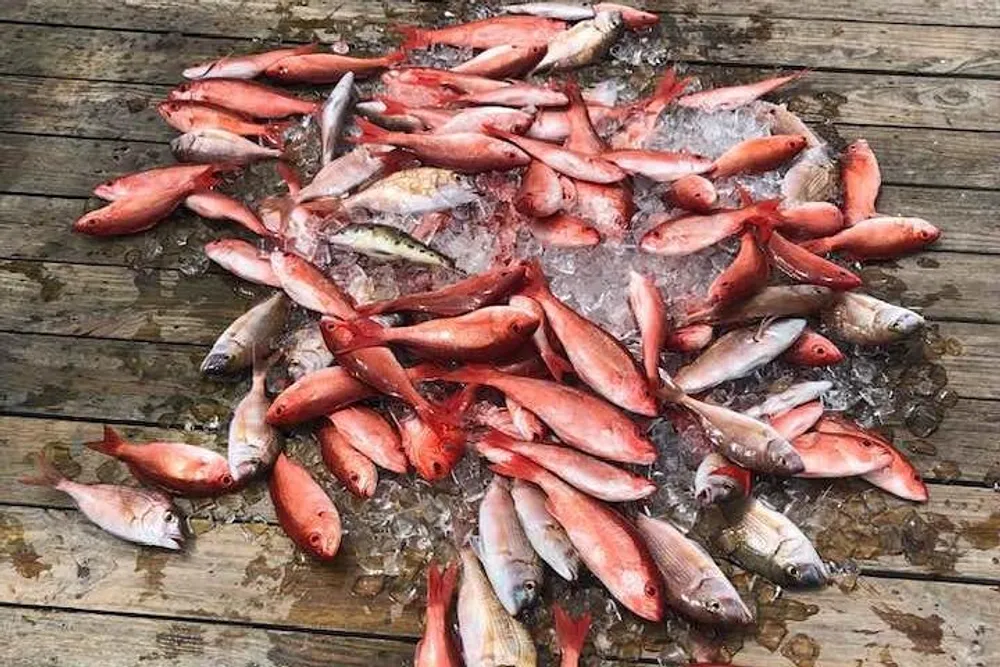 The image shows a collection of freshly caught red and a few gray fish lying on a wooden surface covered with ice chips likely representing a successful fishing trip