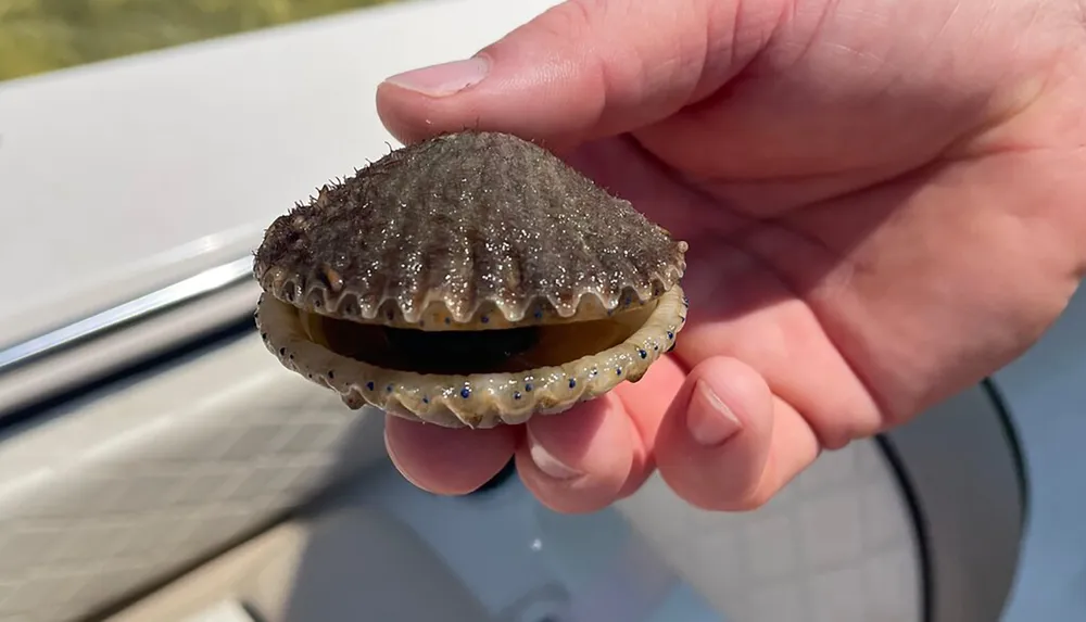 A person is holding an open scallop showing its textured shell and interior