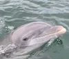 A dolphin is emerging from the water showing its head and dorsal fin with water ripples around it