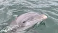 2 Hour Dolphin Sightseeing and Boat Tour in Panama City Beach Photo