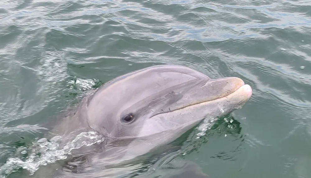 A dolphin is emerging from the water showing its head and dorsal fin with water ripples around it