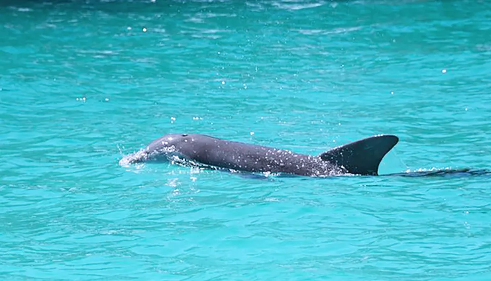 A dolphin is swimming close to the surface of the clear turquoise water