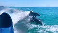1-Hour Private Dolphin Spotting Thrill Ride in Destin Photo