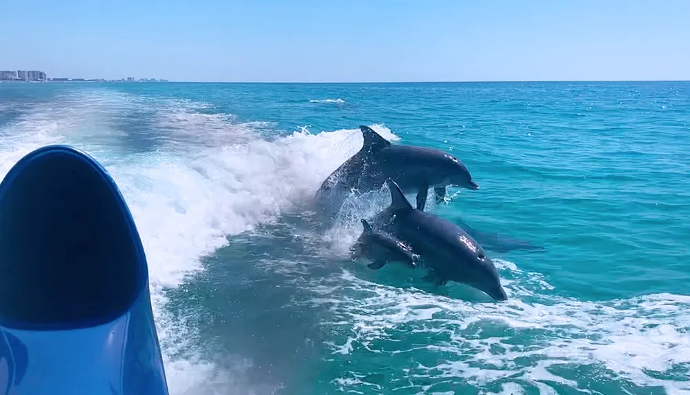 A group of dolphins is playfully leaping out of the water beside a moving boat