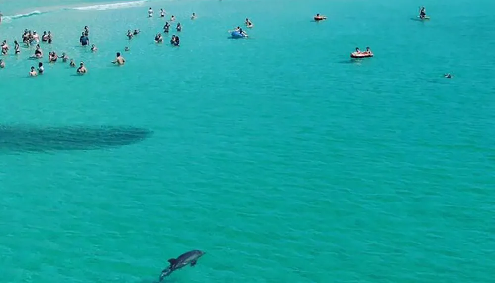 Beachgoers are swimming and floating on inflatables in clear turquoise water seemingly unaware of the large shadows of marine creatures swimming nearby