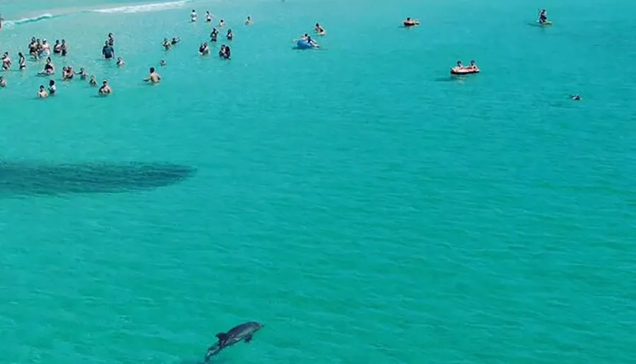 Beachgoers are swimming and floating on inflatables in clear turquoise water, seemingly unaware of the large shadows of marine creatures swimming nearby.