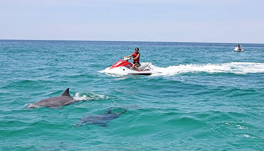A person rides a jet ski near a pod of dolphins in clear blue ocean waters